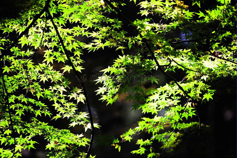 Similar – Foto Bild Frühling im Hof Natur