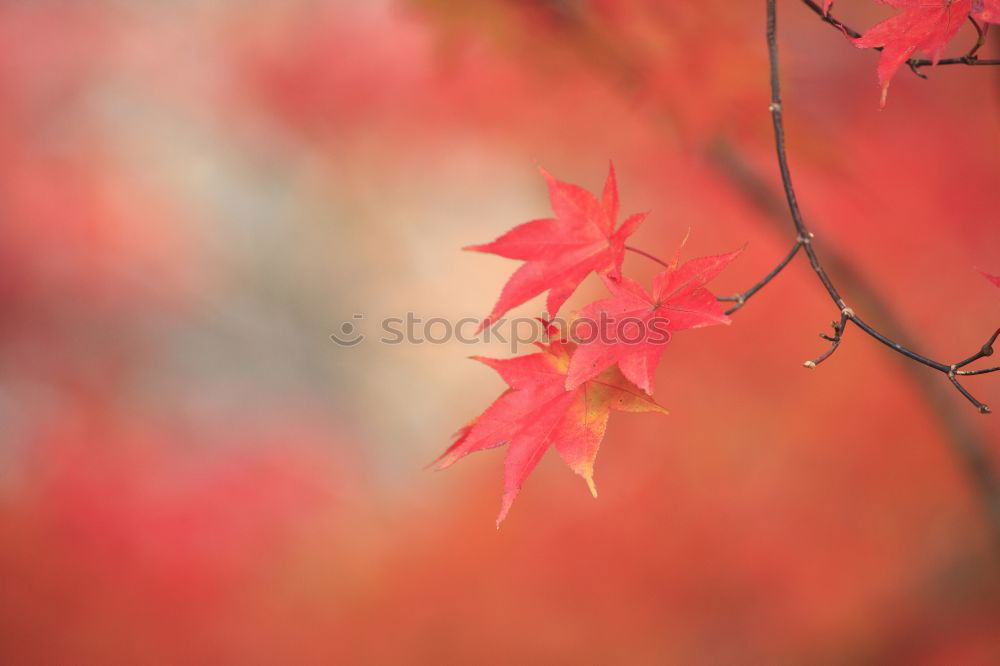 Similar – Image, Stock Photo fiery red Environment