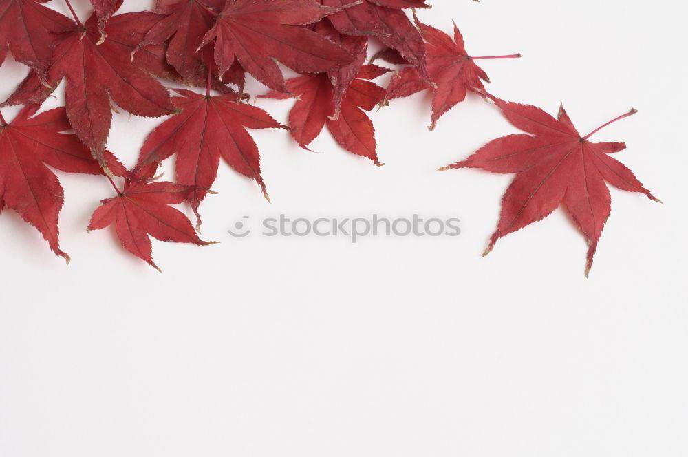 Similar – Image, Stock Photo Maple leaves in winter