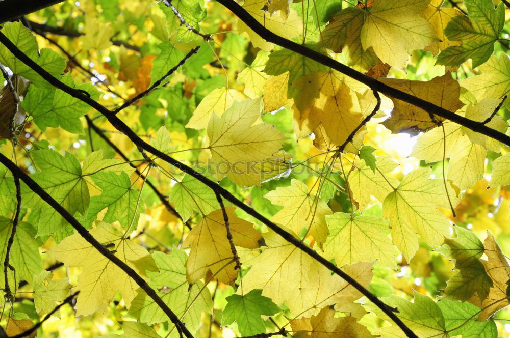 Similar – Herbstgrün Umwelt Natur