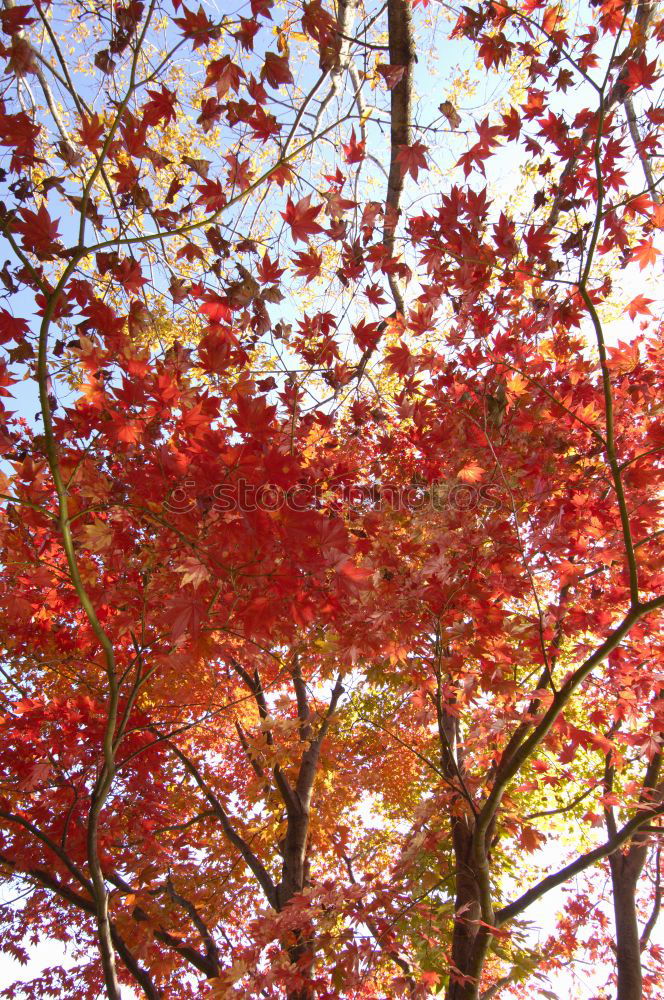 Similar – Blushed Red Round Oval