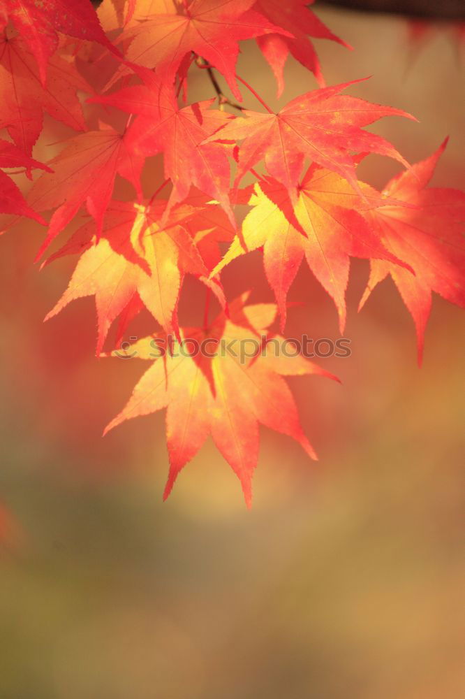 Similar – Image, Stock Photo wild wine in autumn colours