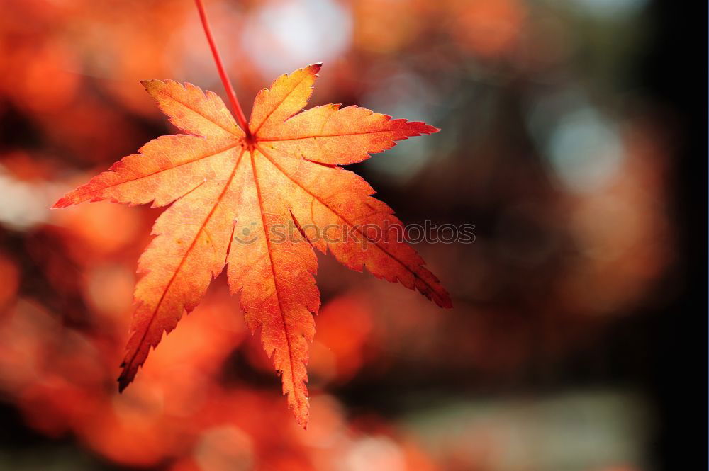 Similar – red tree leaves in the nature in summer