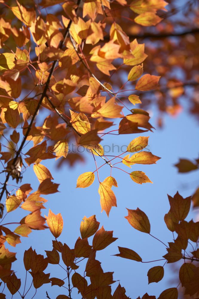 Similar – Foto Bild herbstlaub Natur Pflanze