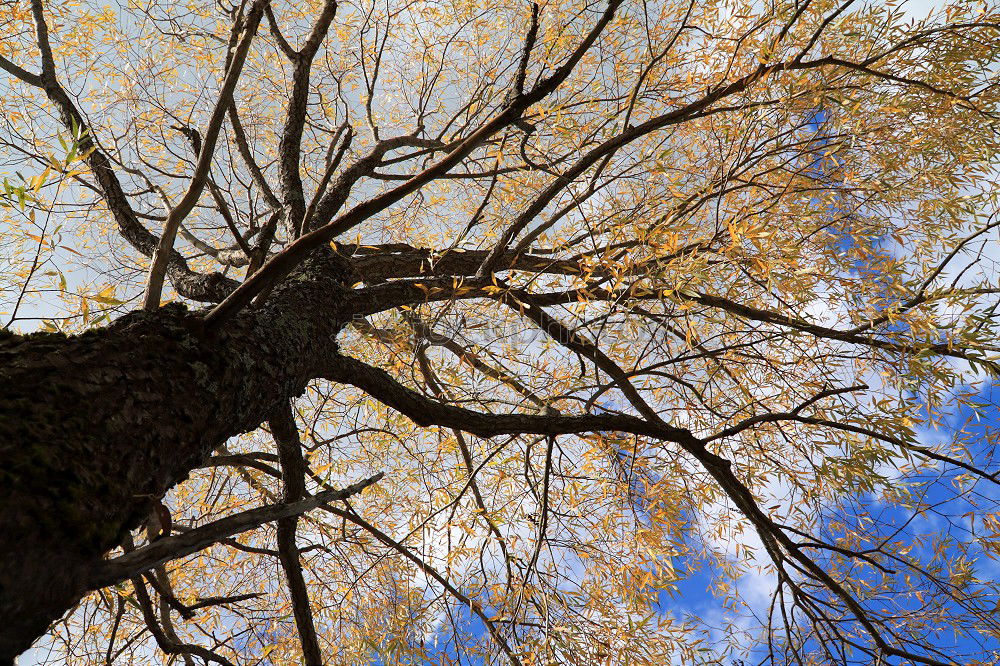 Similar – branches Nature Autumn