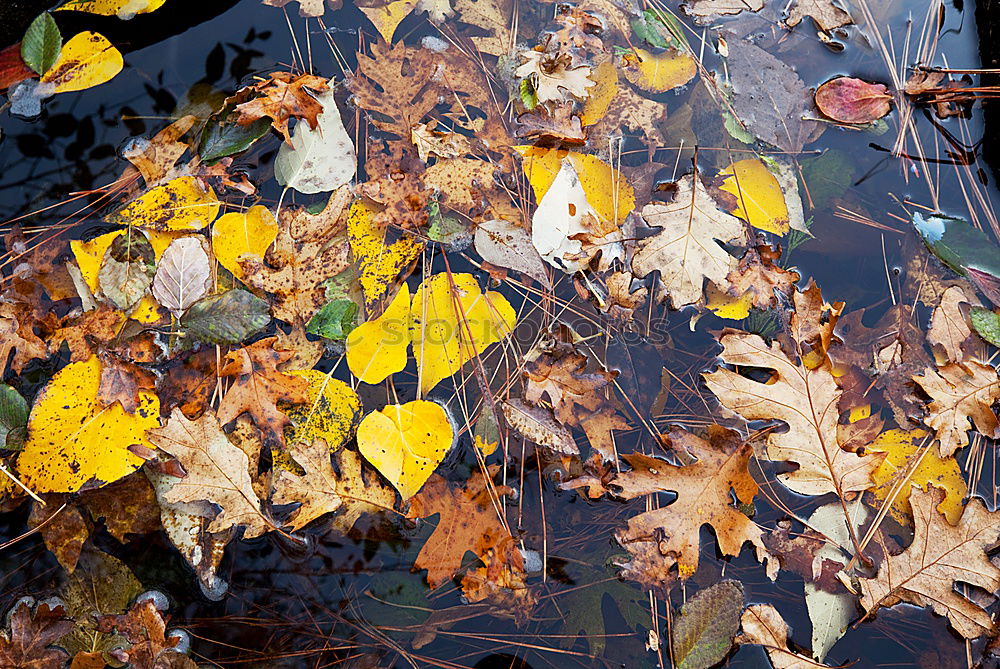 Similar – Foto Bild Herbstpalette in einer Pfütze