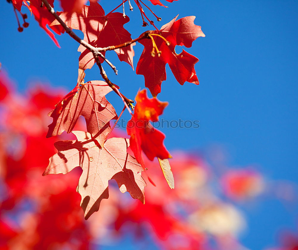 Similar – Foto Bild herbstfarben Herbst Baum