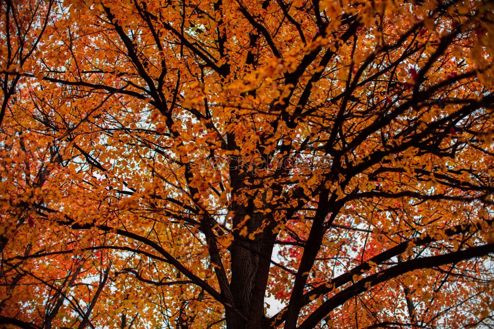 Similar – Image, Stock Photo autumn Autumn Tree Leaf