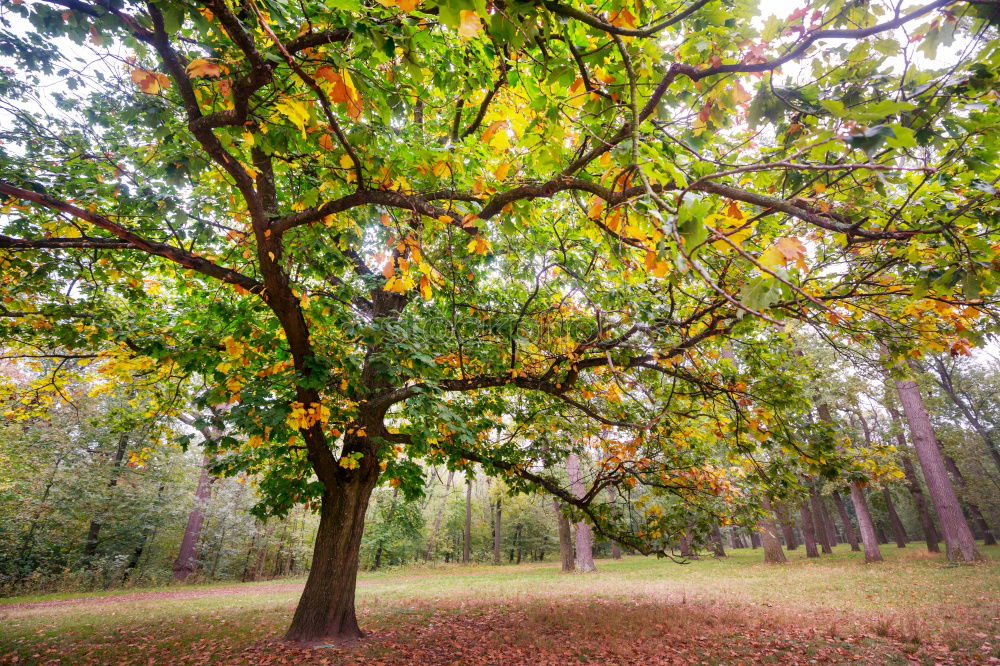 Similar – Herbststimmung im Park