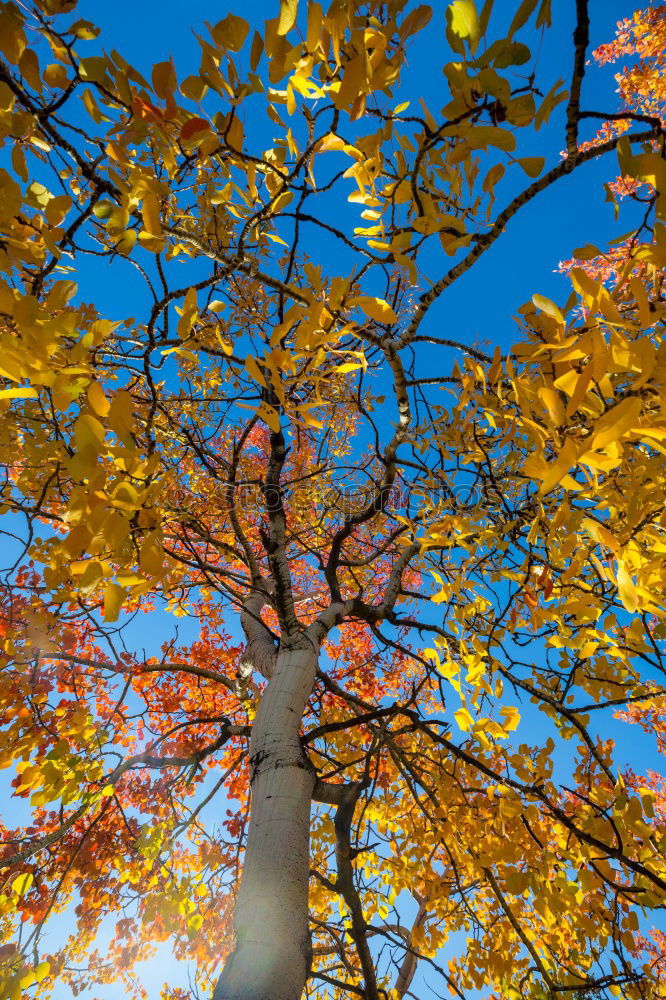 golden Landscape