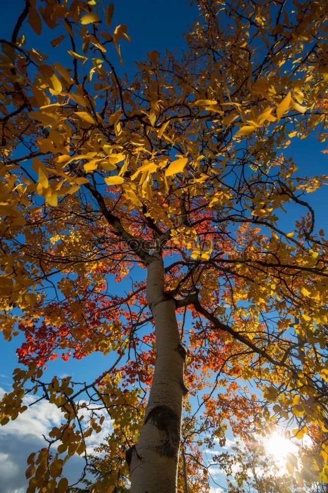 Similar – Image, Stock Photo autumn pallet Environment