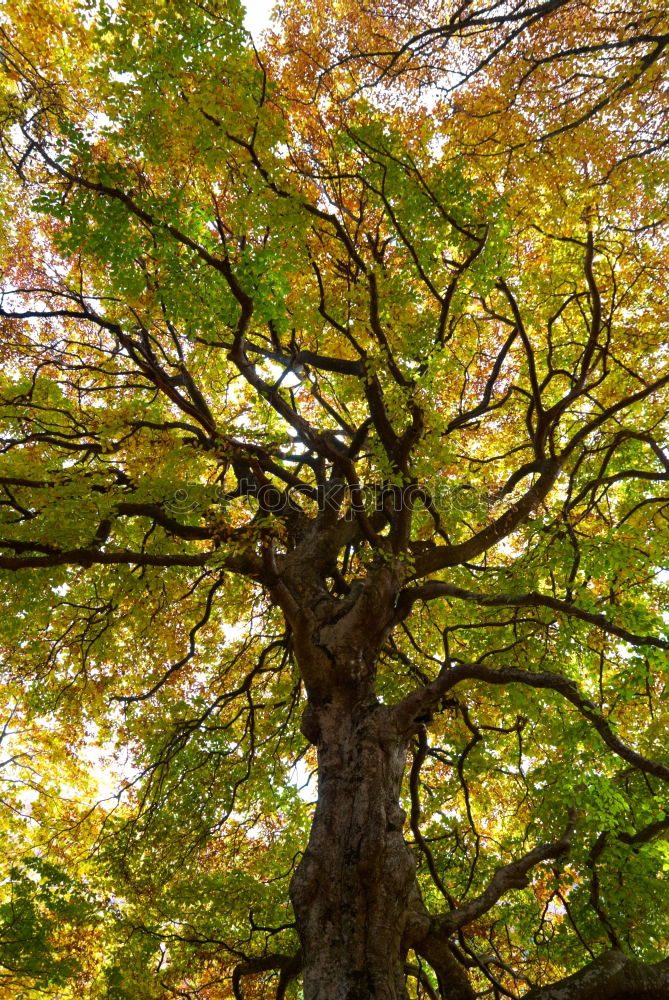 Der grüne Baum Eiche Park