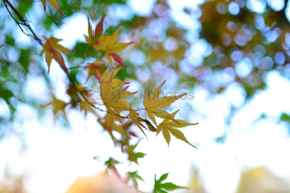 Similar – colourful Nature Plant Sky