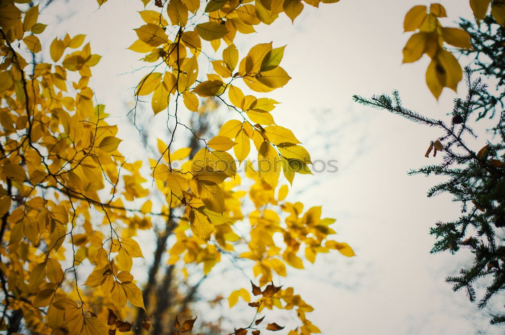 Similar – Image, Stock Photo leaf wall Nature Autumn