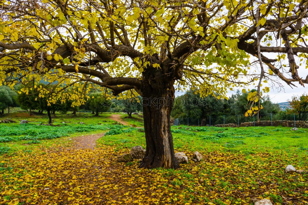 Image, Stock Photo Orange Garden VI Art