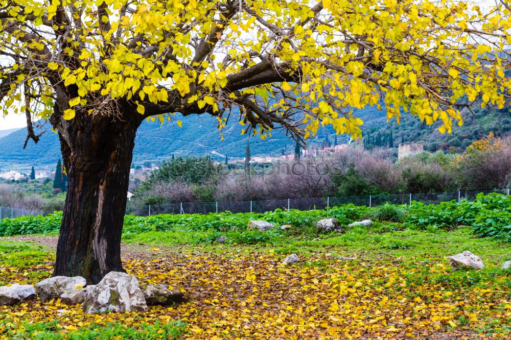 Similar – Image, Stock Photo Fruit plantation in spring