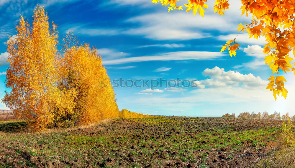 Similar – Image, Stock Photo Anticipation … or tree in Wingert in autumn