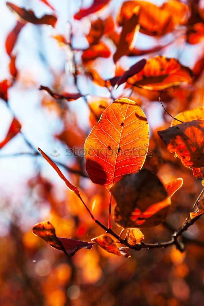 red tree leaves in summer in the nature