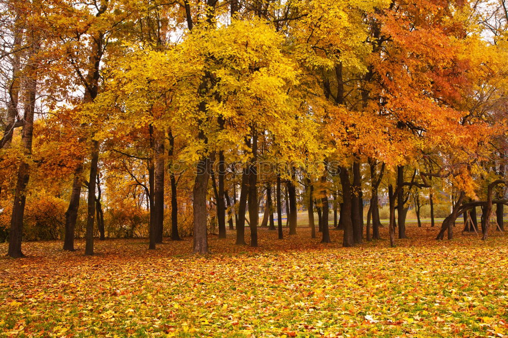 Similar – leaf path Autumn Leaf Tree