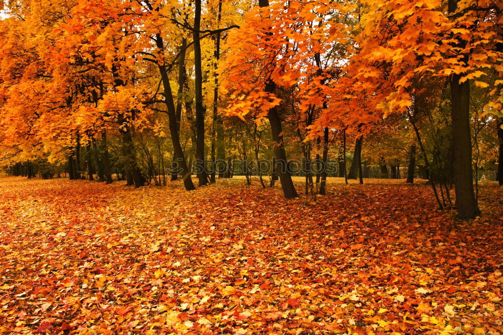 Similar – Es ist Herbst schön Umwelt