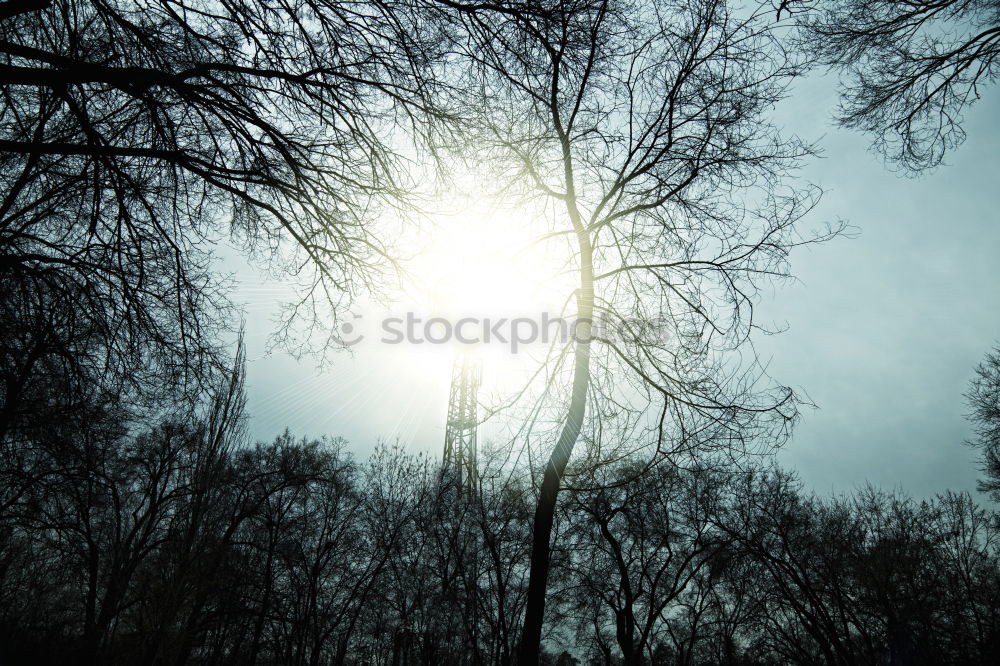 Similar – Image, Stock Photo autumn tree Tree Autumn