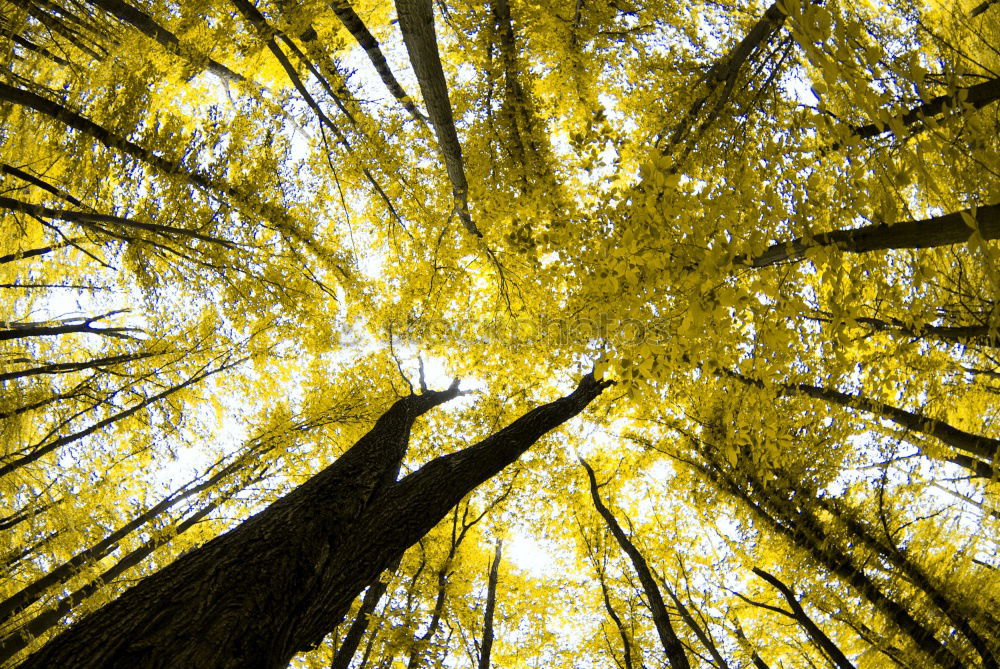 Similar – Looking up the highest tree.