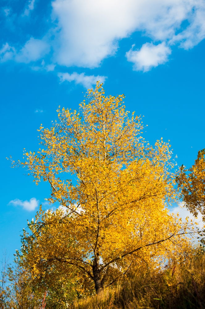 Similar – Golden Autumn Environment