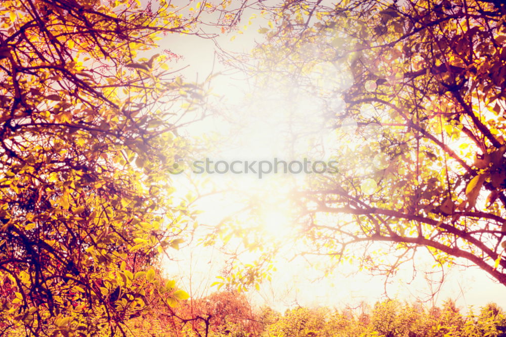 Image, Stock Photo Autumn sun through the leaves, blurred