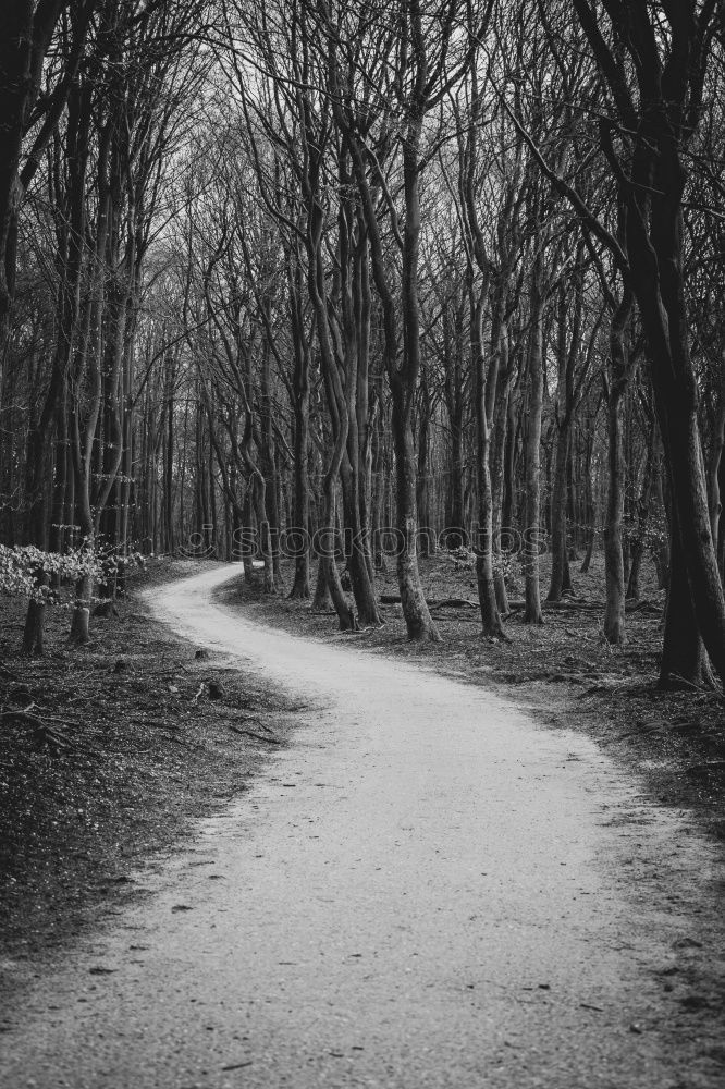 Similar – Ghost forest Nienhagen at the Baltic Sea