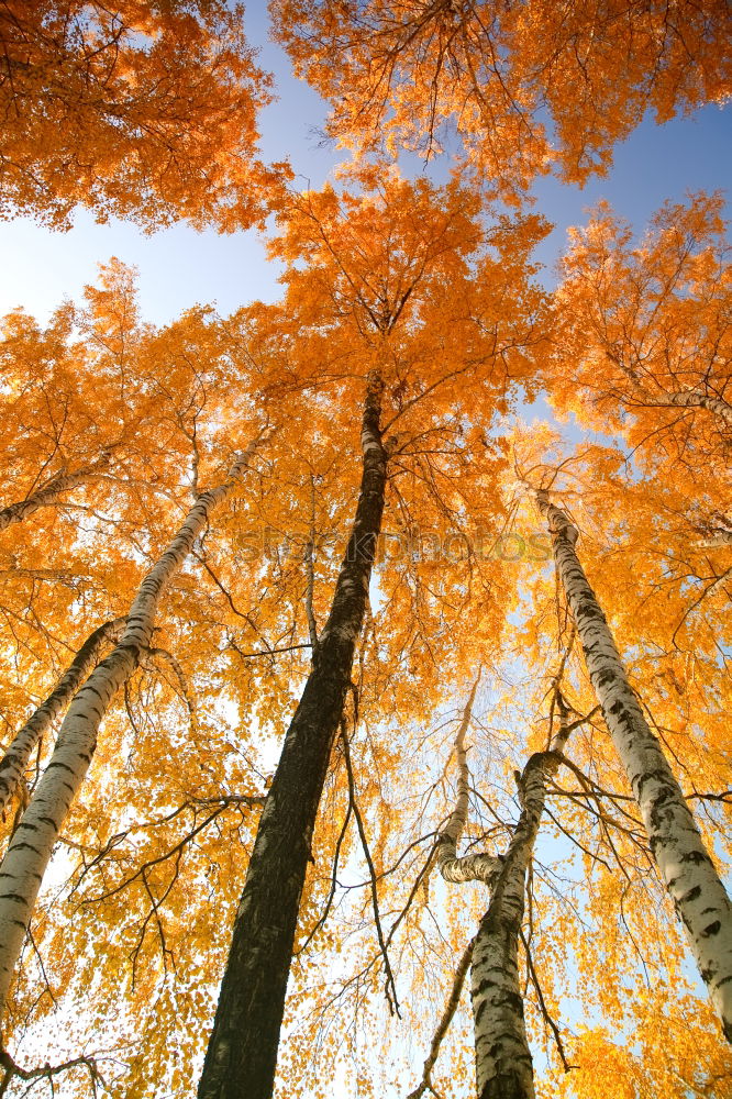 Similar – red october Autumn Leaf