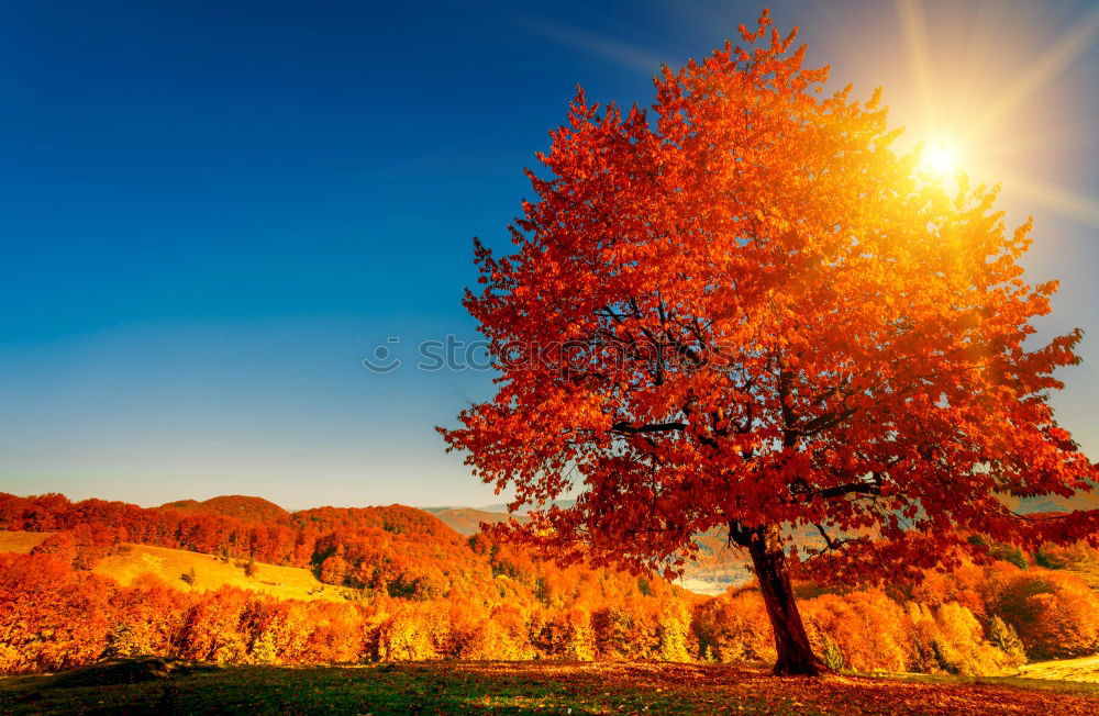 Similar – Sun in the autumn forest