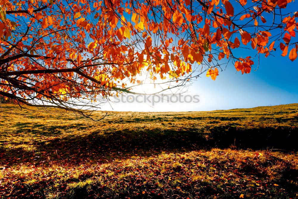 Similar – leaf photo Nature Autumn