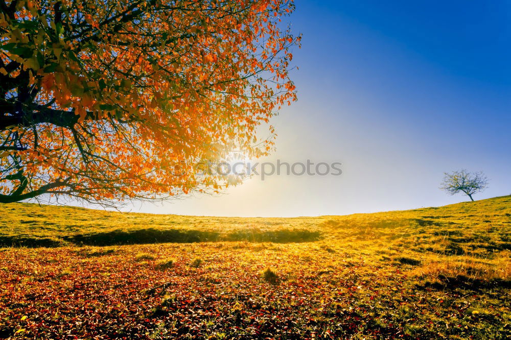 Similar – Image, Stock Photo it harbstet very much Leaf