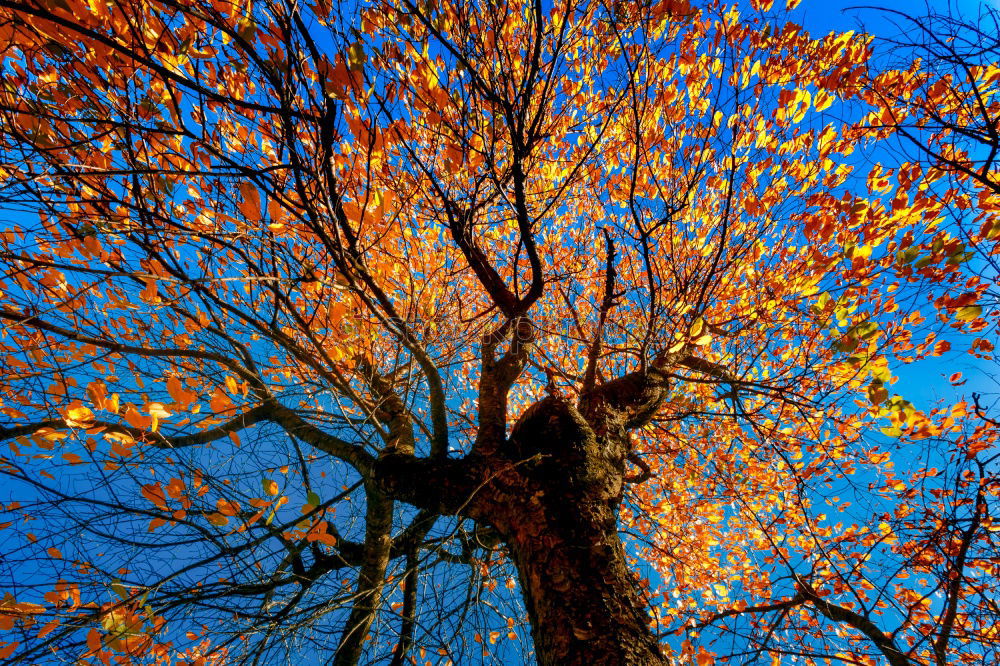 Similar – Image, Stock Photo Orange and blue