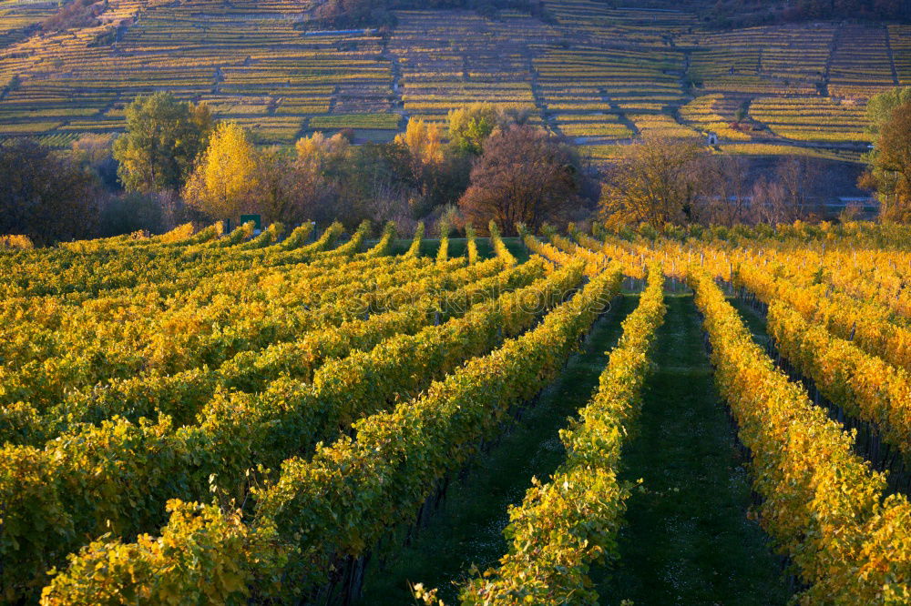 Similar – Image, Stock Photo Moselle wine Golden autumn landscape