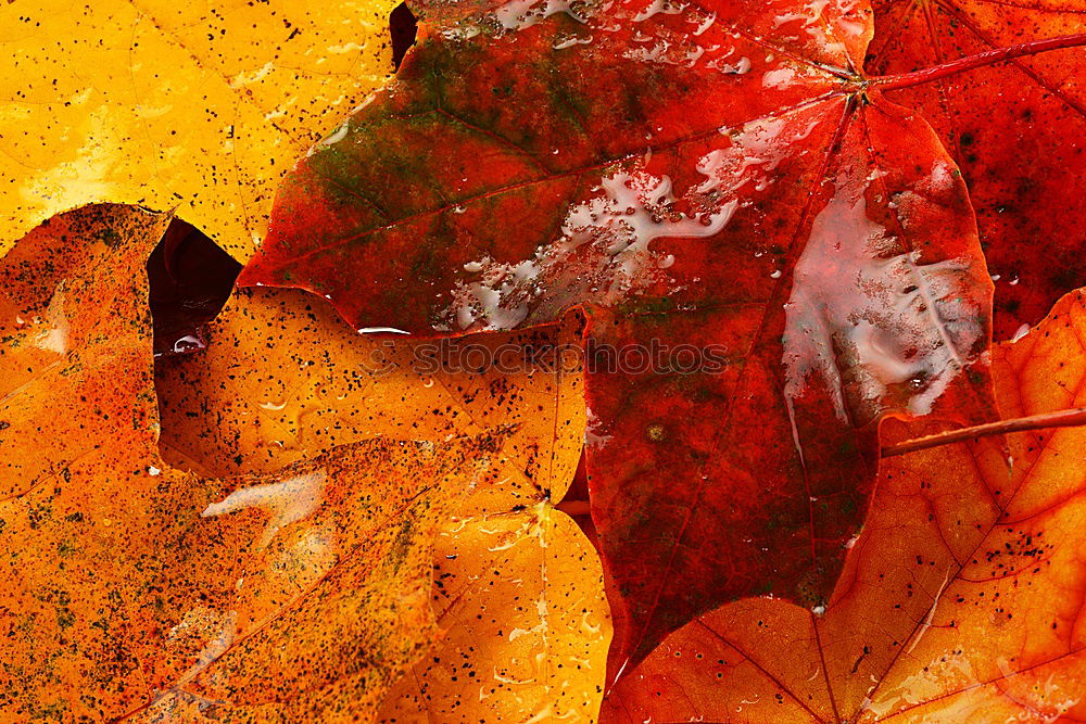 Similar – Foto Bild Herbstmode .:!!:. Blatt