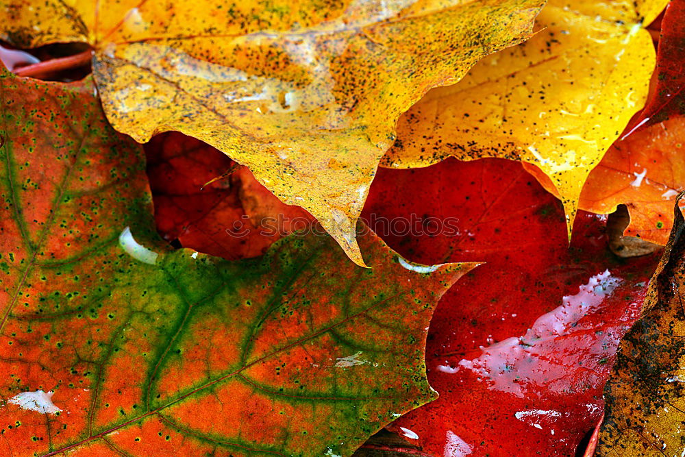 Similar – Foto Bild Herbstmode .:!!:. Blatt