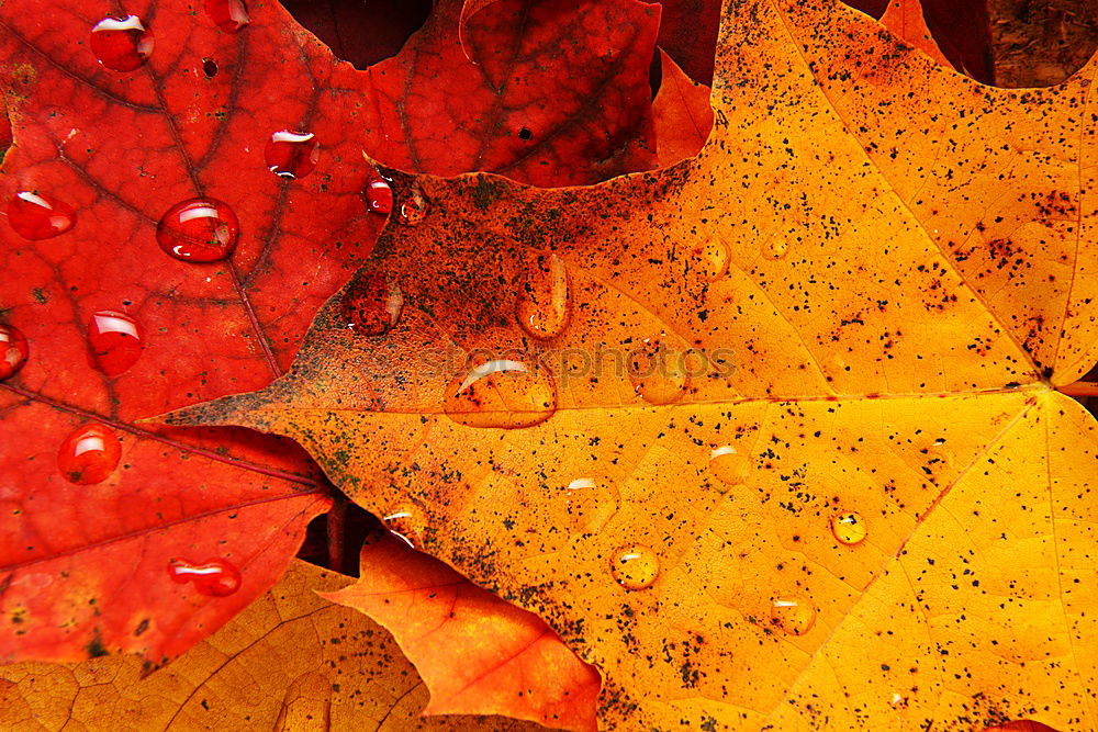 Similar – Foto Bild Herbstmode .:!!:. Blatt