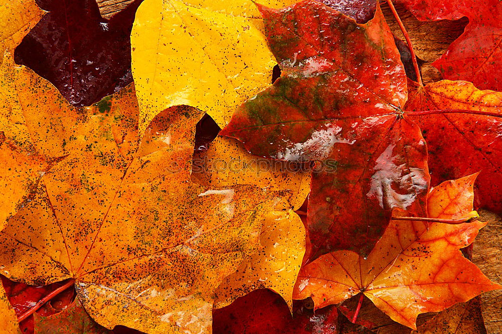 Similar – Golden Autumn Leaf