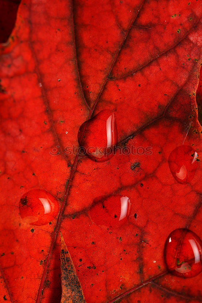 Image, Stock Photo Leaves, berries of cherry tree on red background