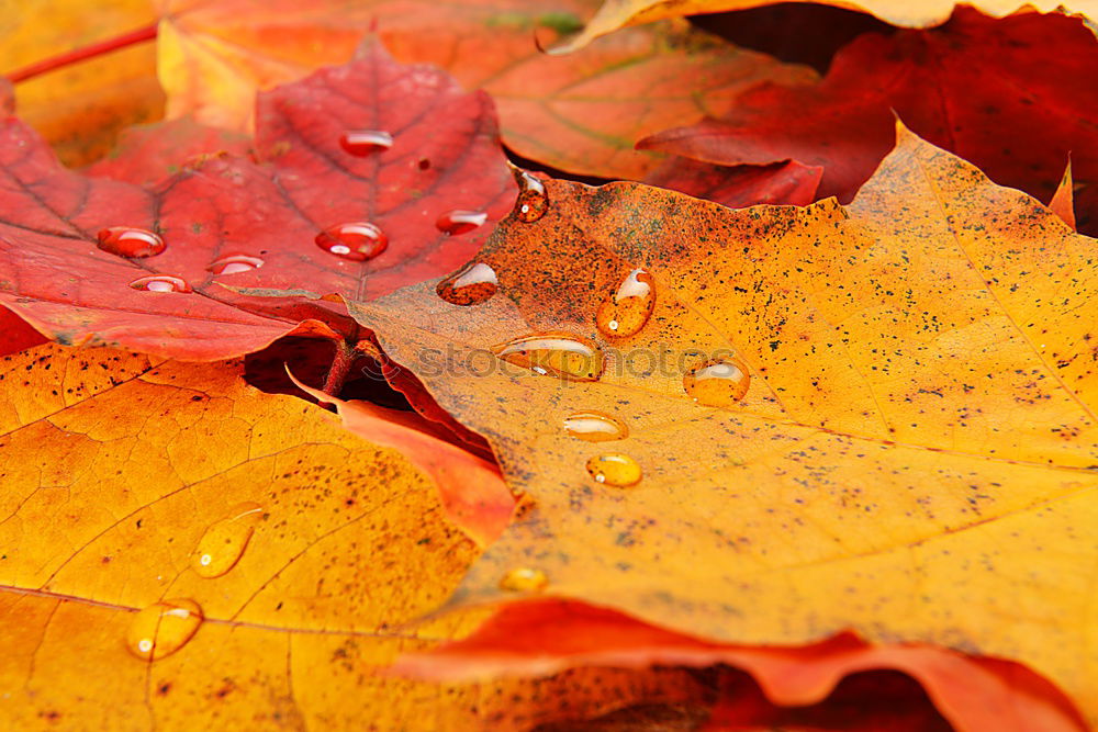 Similar – autumnrain I Autumn Leaf