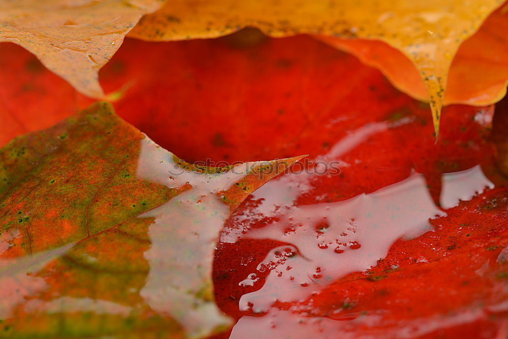 Similar – Image, Stock Photo autumn grain Environment