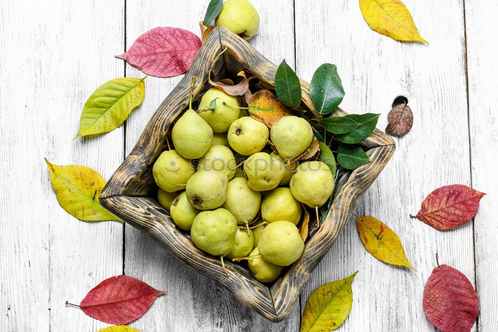 Similar – Image, Stock Photo Autumn harvest pumpkin