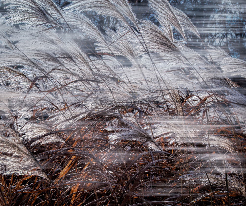 Similar – Image, Stock Photo Grasses in winter with sun