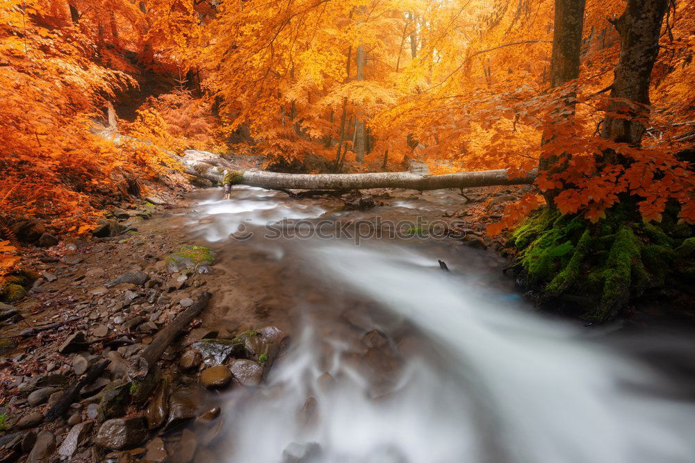 Similar – Image, Stock Photo Autumn and lake in the ball