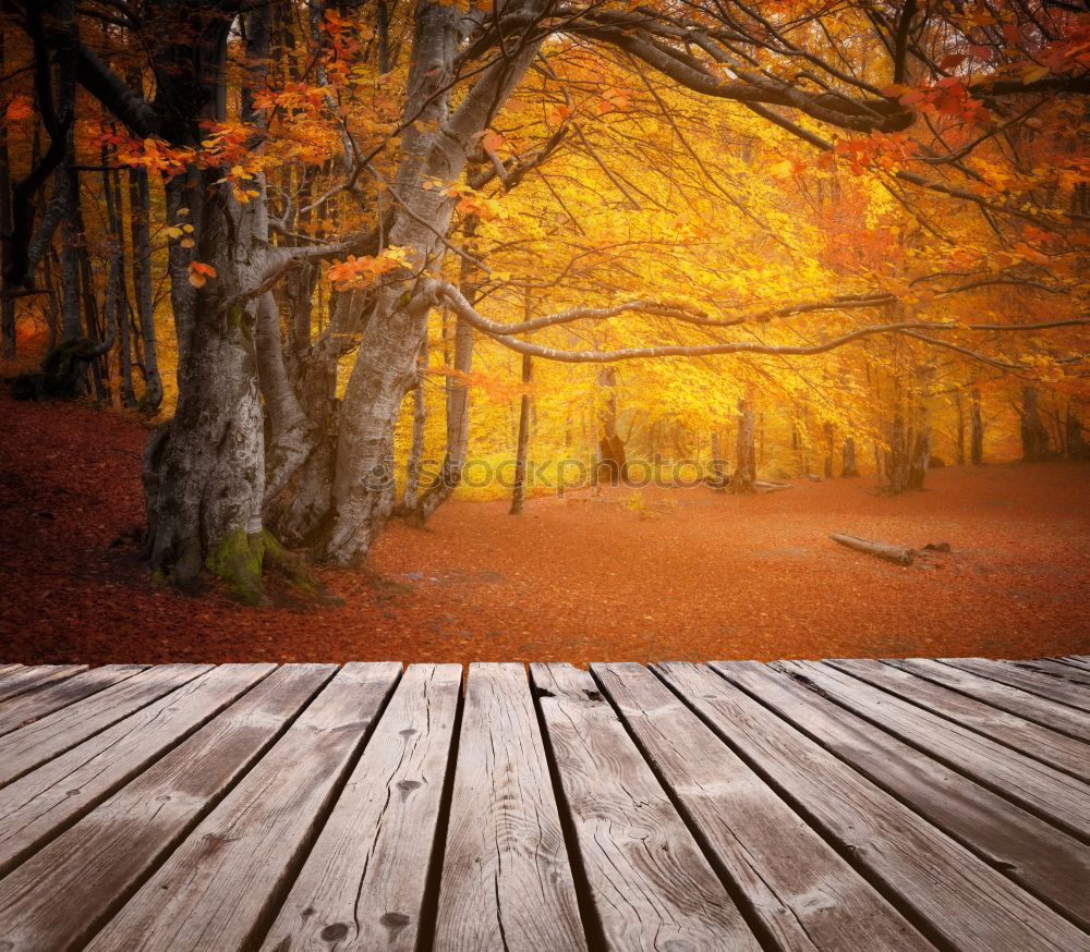 Similar – Image, Stock Photo autumn walk Environment