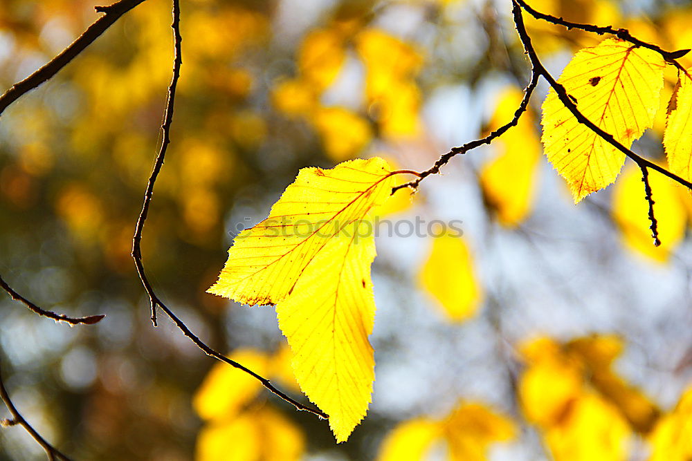 Similar – Image, Stock Photo October Leaf Autumn Puddle