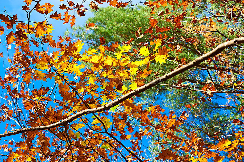 Similar – Herbst in Gold Natur