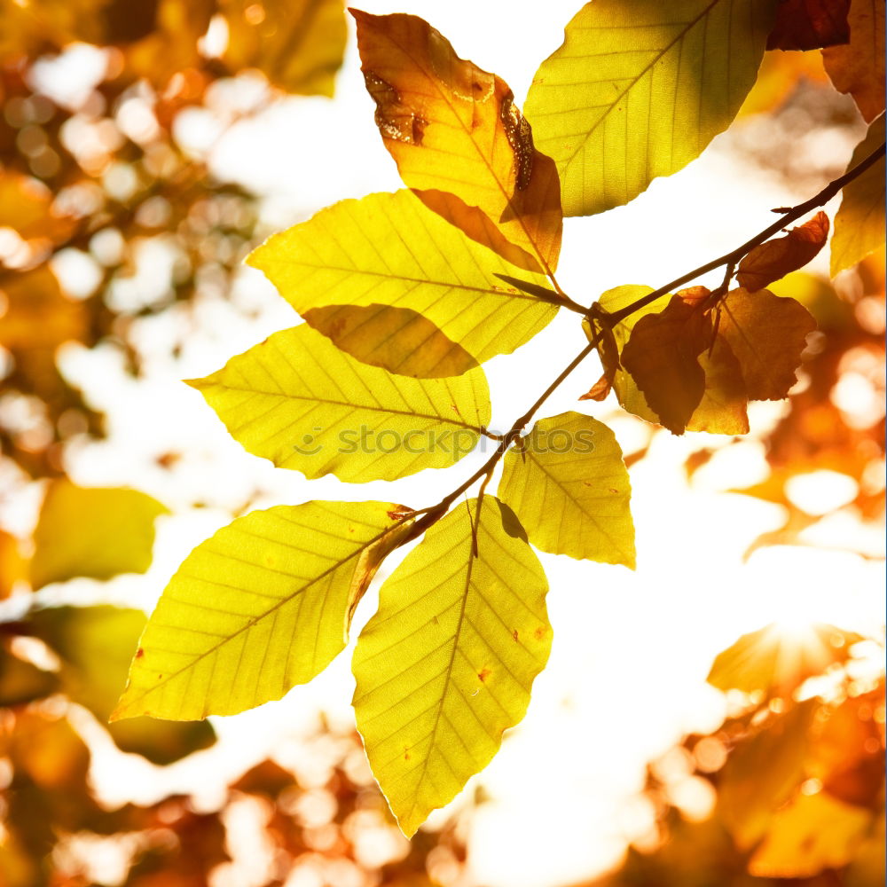 gold leaf Autumn Tree Leaf