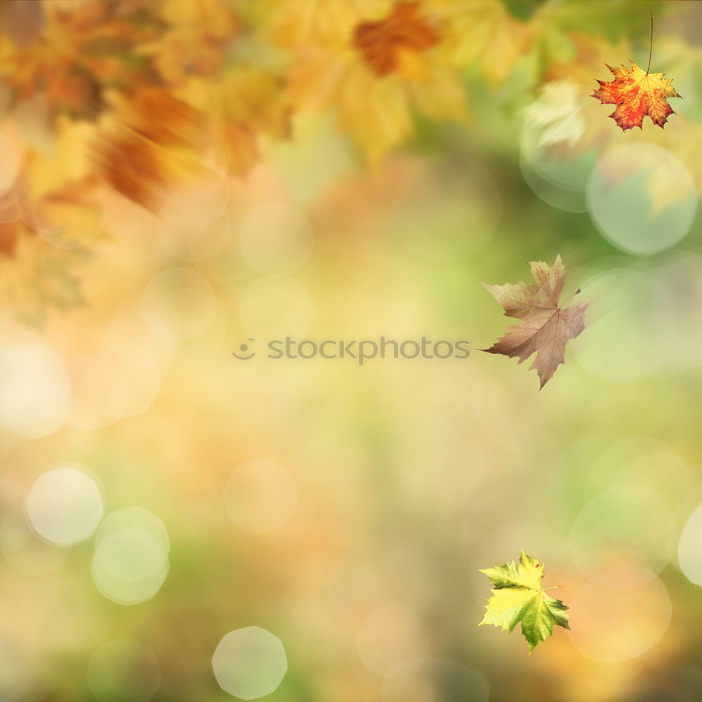 Similar – Image, Stock Photo I like autumn Wood